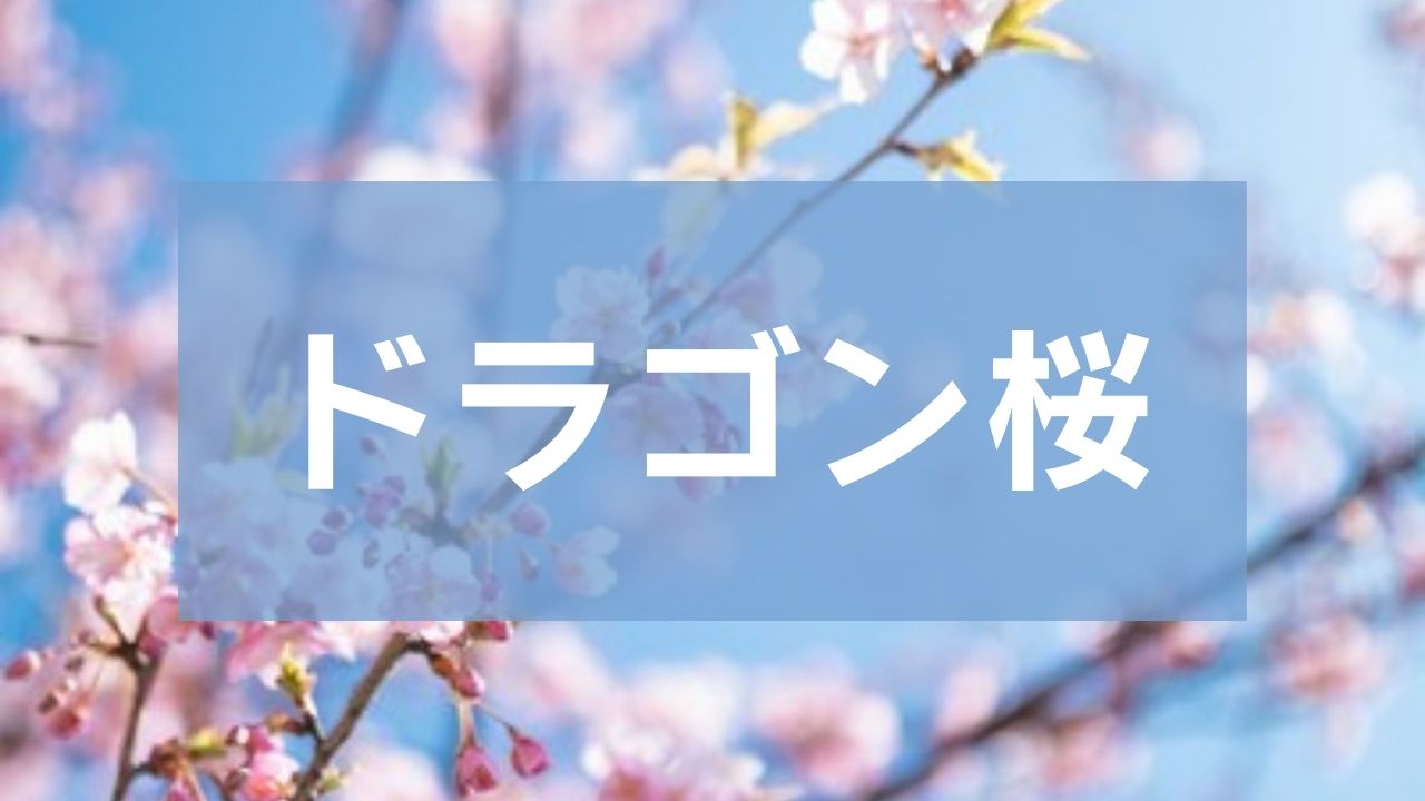 ドラゴン桜」1 再放送 あらすじ・ネタバレ【１話～最終回】 - 名作あらすじ